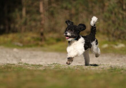 poodle dog