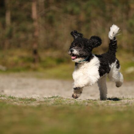 poodle dog