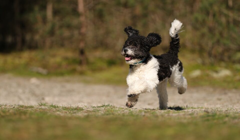 poodle dog