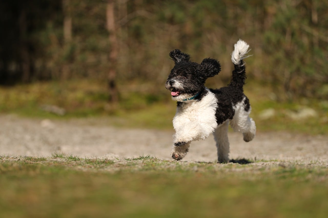 Poodle Temperament, Care, and Types: Beyond the Show Ring