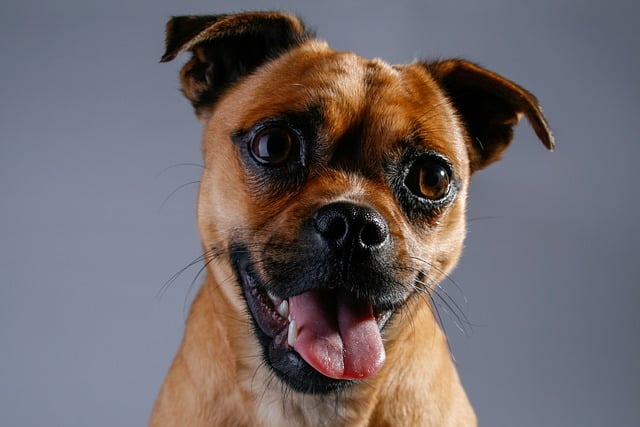 A Pug cross Pitbull puppy exhibiting a blend of parent breed features, with a slightly wrinkled face and sturdy body.