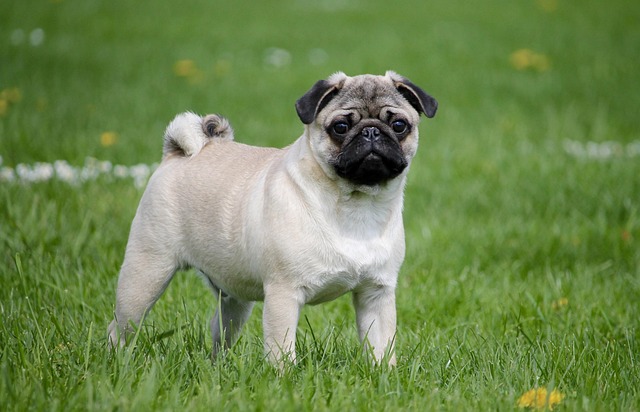A Pug cross Pitbull enjoying a training session with a treat, demonstrating focus and willingness to learn.