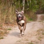 pug cross pitbull dog