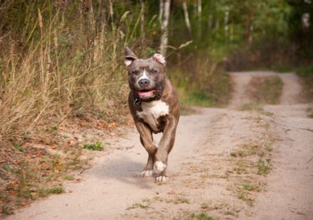 pug cross pitbull dog