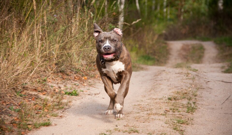 pug cross pitbull dog