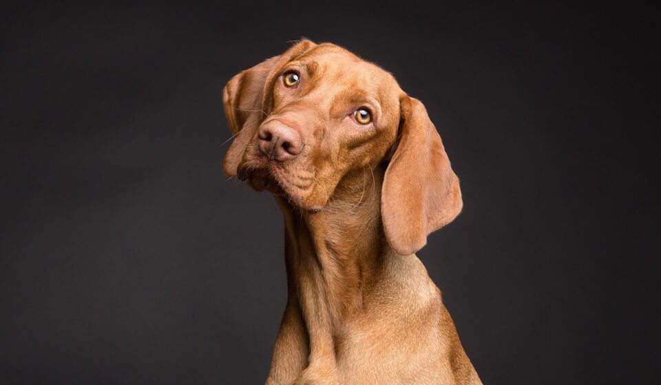 pugairn dog