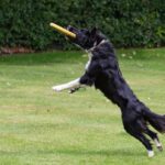 red border collie dog