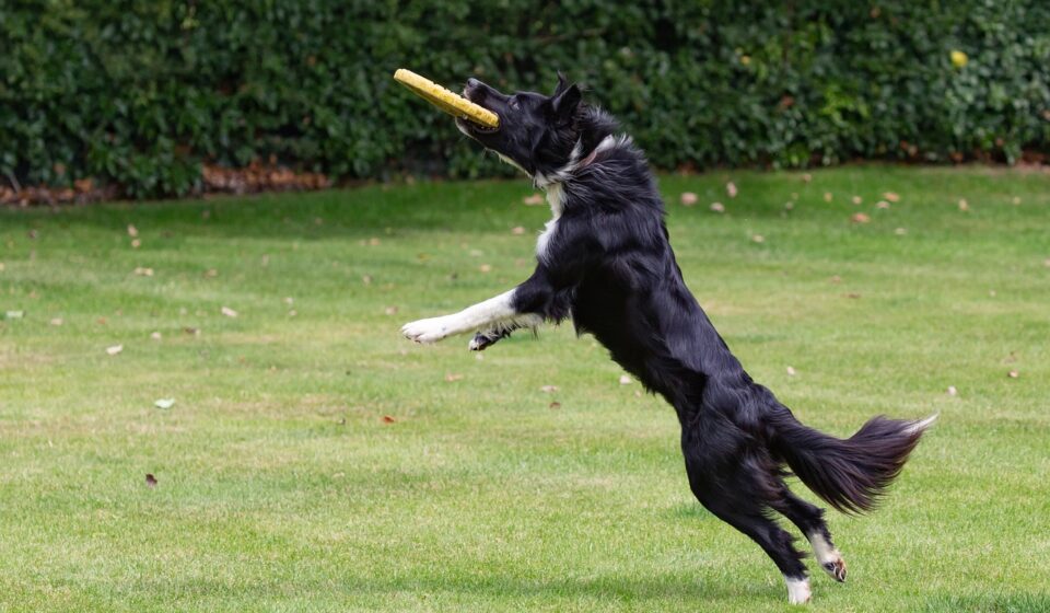 red border collie dog