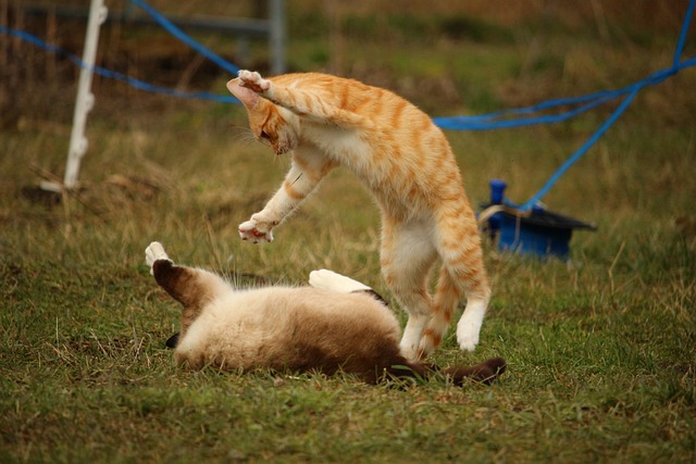 A Red Point Siamese cat playing with a feathered wand toy, demonstrating its active nature.