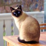red point siamese cat