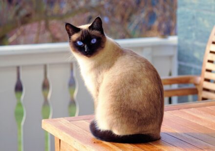 red point siamese cat