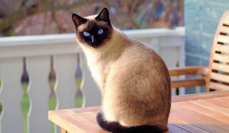 red point siamese cat