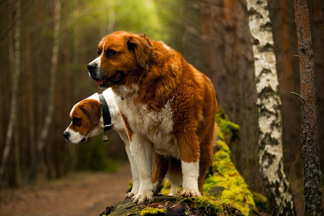 Saint Bernard dog looking gentle and calm with children