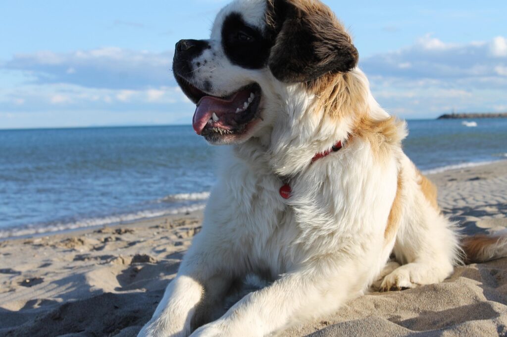Saint Bernard dog family