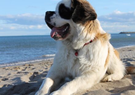 Saint Bernard dog family