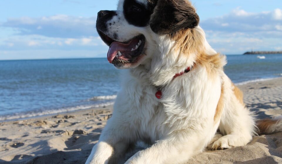 Saint Bernard dog family