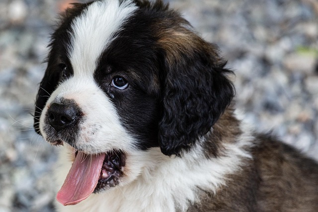Saint Bernard puppy in a training class