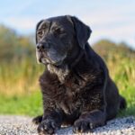 senior large breed dog eating