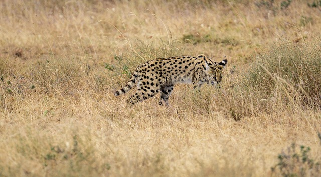 Serval cat with distinctive long legs and spotted coat standing alert in tall grass