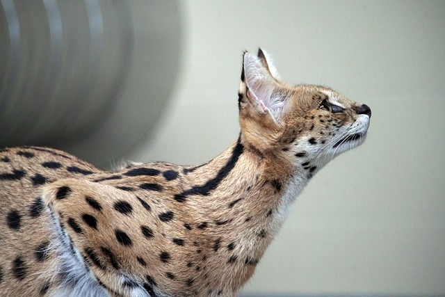 Serval cat with large ears and spotted coat looking alert in a naturalistic enclosure