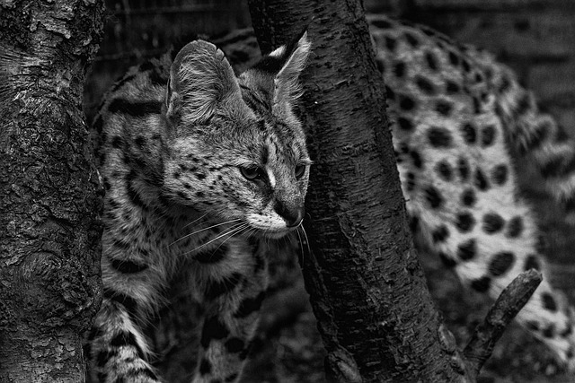 A serval cat perched on a high platform within an enclosure