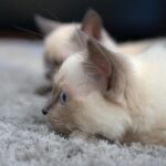 siamese cat playing