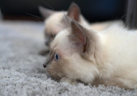 siamese cat playing