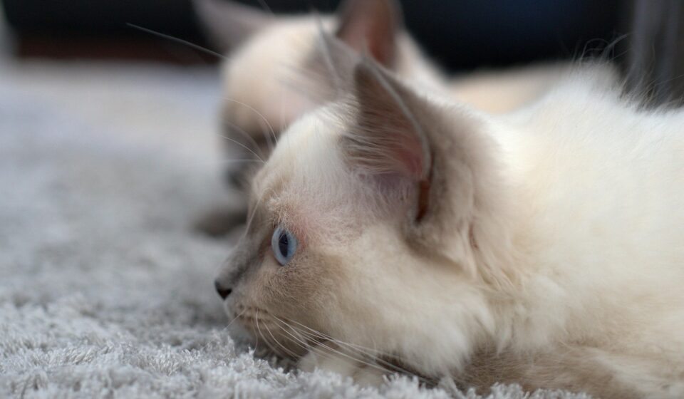 siamese cat playing