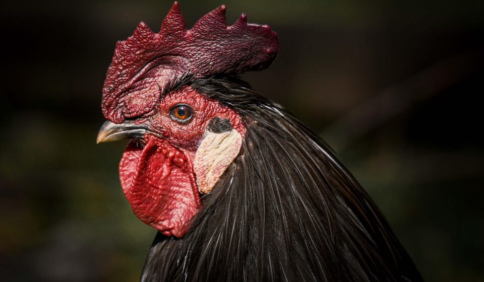 sick chicken eye