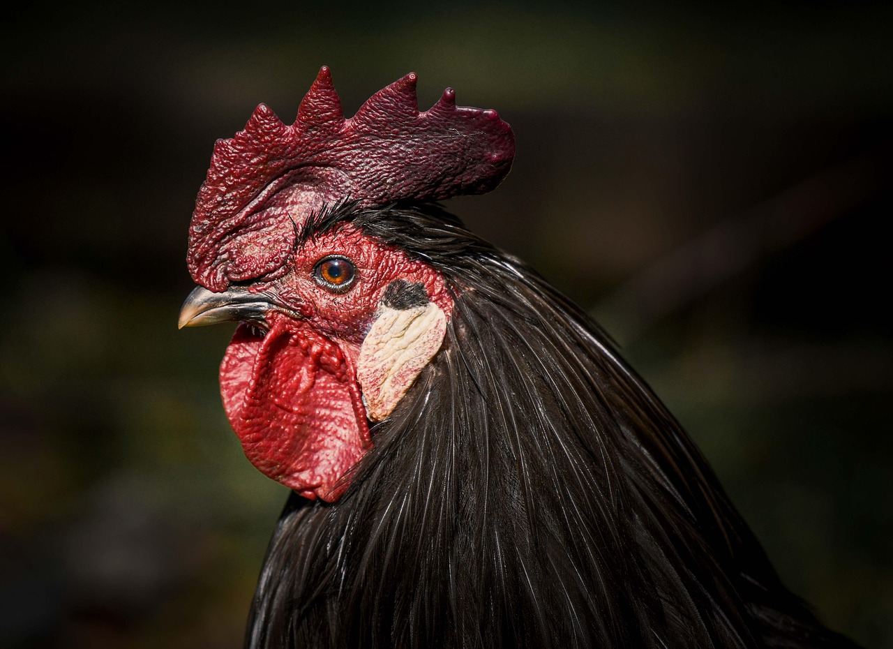 Chicken Eye Health: What to Know