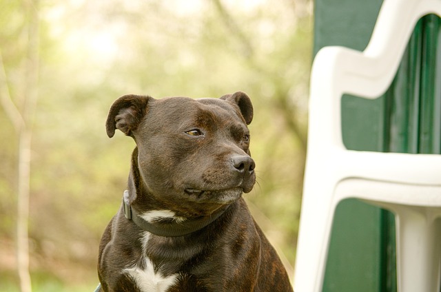 A Staffy Staffy dog looking attentively at its owner