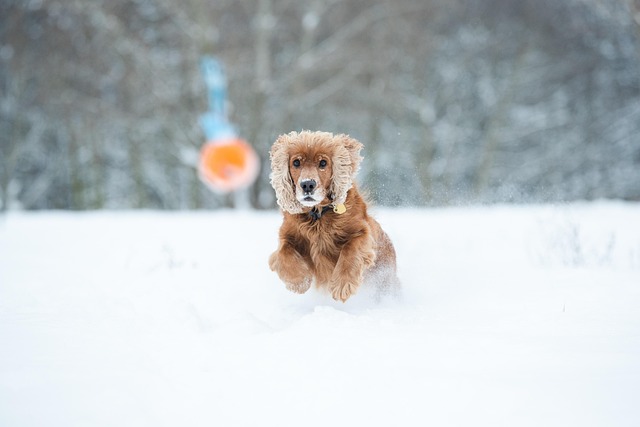 A Tibetan Spaniel playing with a family child