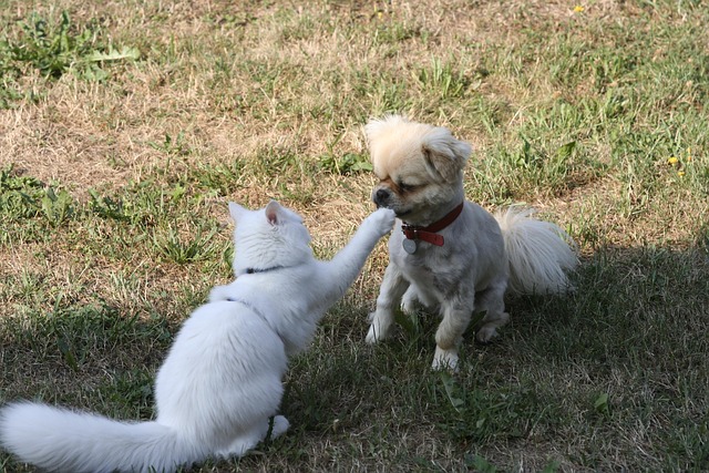 Tibetan Spaniel playing with a puzzle toy