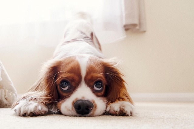 A Tibetan Spaniel puppy playing in a garden