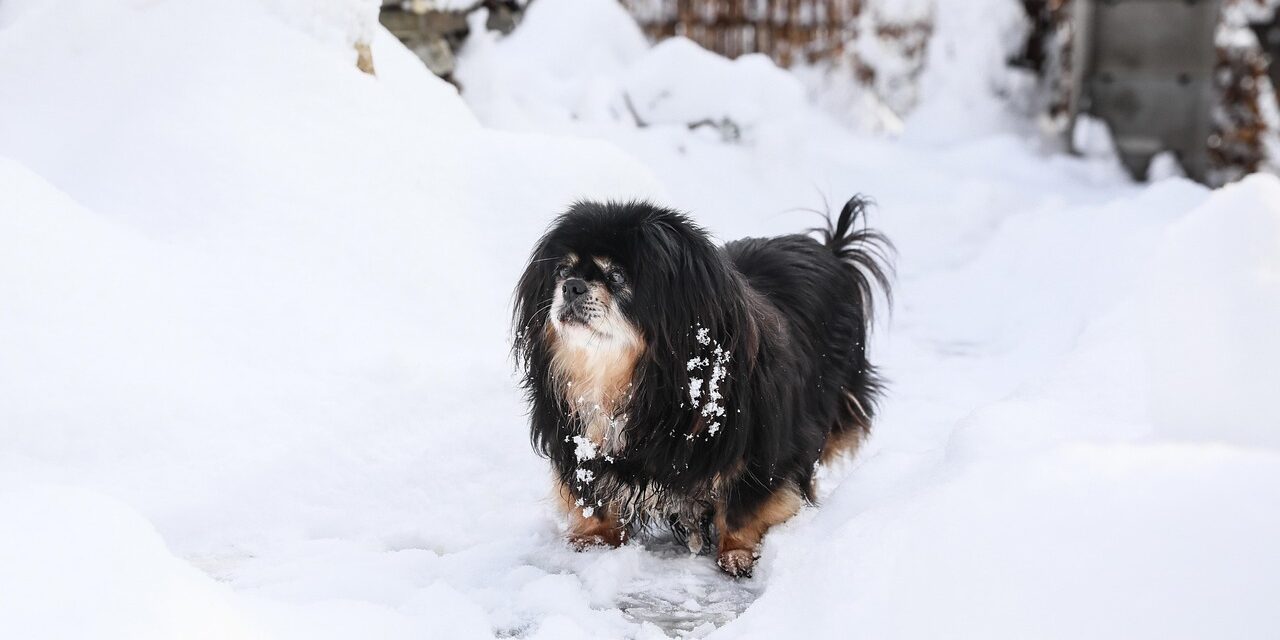 tibetan spaniel sitting