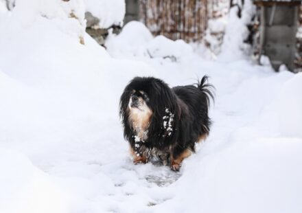 tibetan spaniel sitting