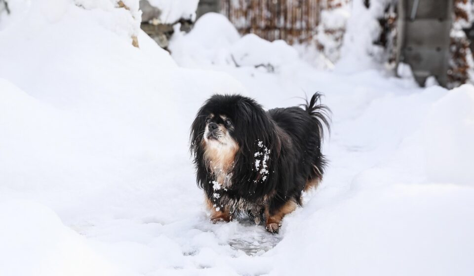 tibetan spaniel sitting
