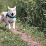 ugly dog breeds