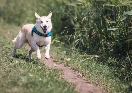 ugly dog breeds