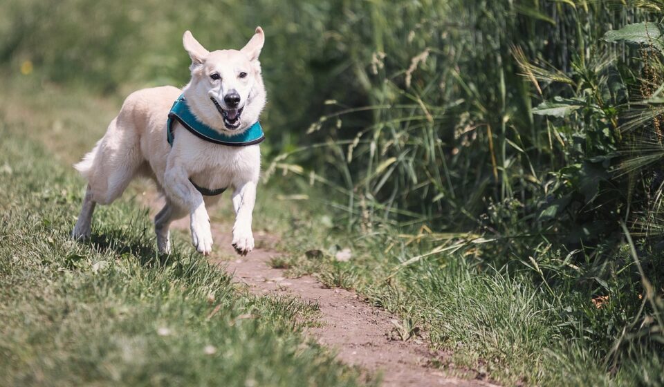 ugly dog breeds