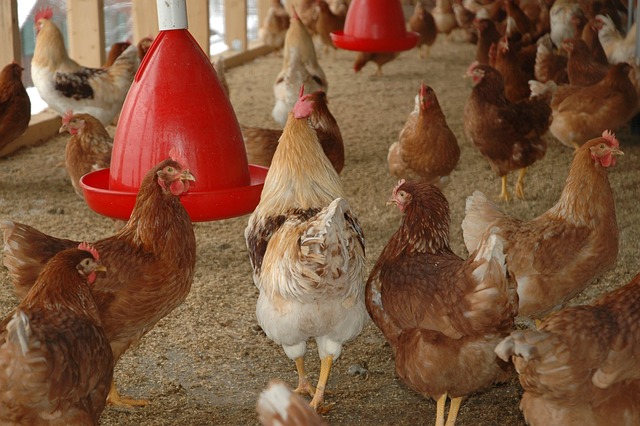 Various chicken coop materials: treated lumber, hardware cloth, metal roofing sheets