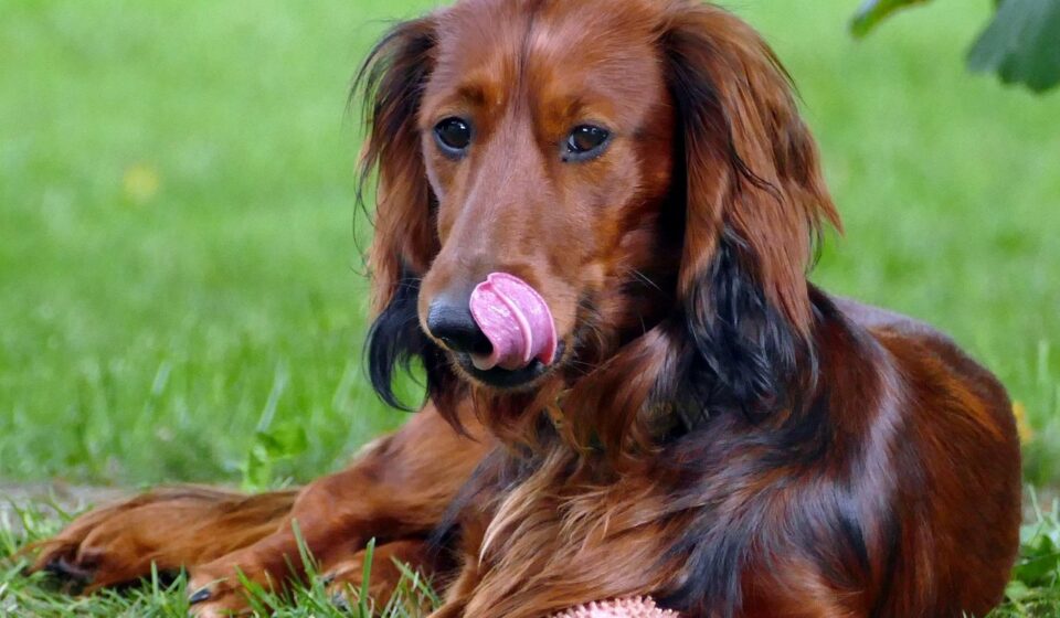 various colored dachshunds