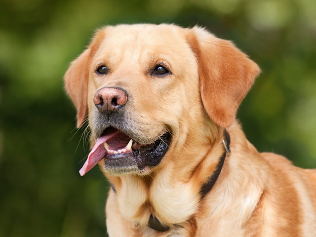 Veterinarian examining a Labrador Retriever's ear