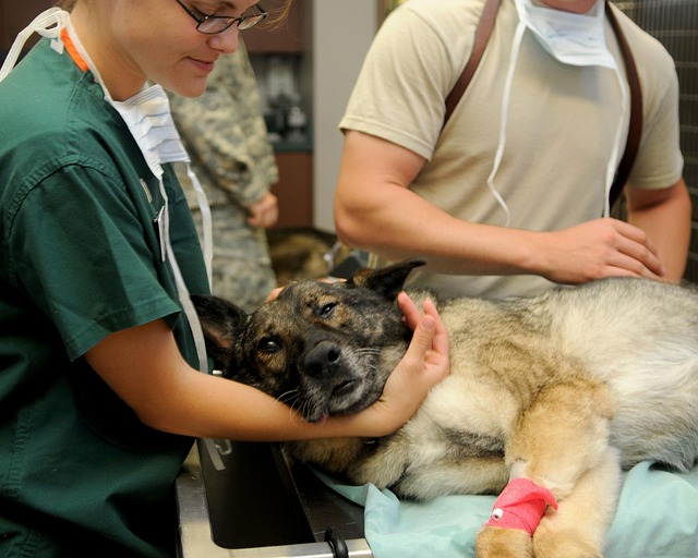 A veterinarian gently examining a domestic cat's paws