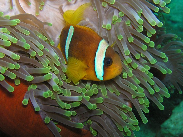 A vibrant clownfish in a clean saltwater aquarium tank. (clown fish for sale)