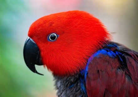 vibrant parrot feathers close up