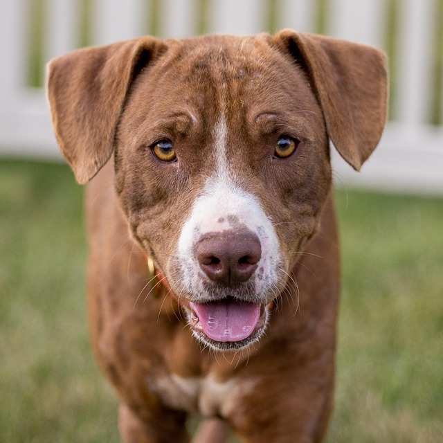 A well-socialized pitbull and rottweiler mix dog interacting calmly with a child (pitbull and rott mix)