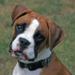 white boxer dog
