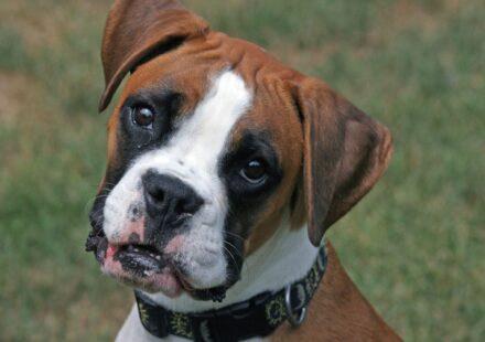 white boxer dog
