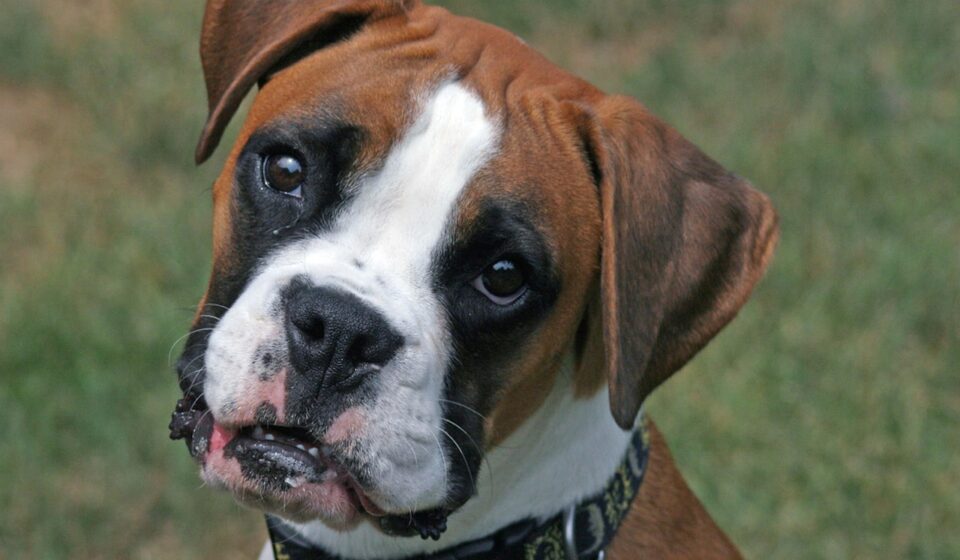white boxer dog